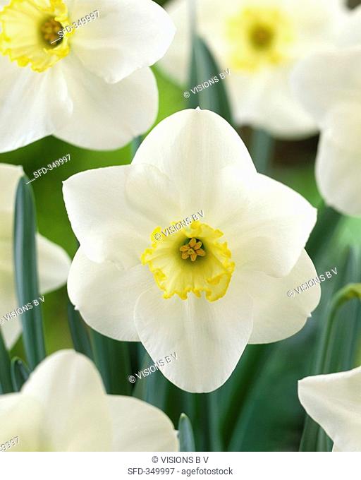 Narcissus 'Langwith'