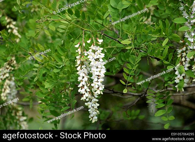 Flowering acacia white grapes. White flowers of prickly acacia, pollinated by bees