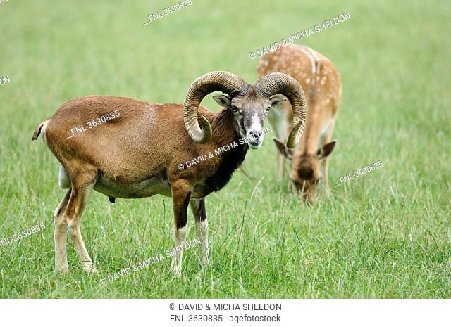 European mouflon Ovis orientalis musimon and deer standing in meadow