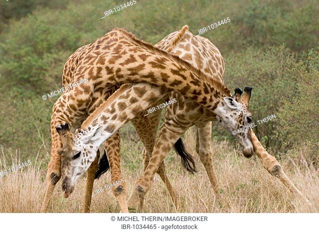 Masai Giraffes (Panthera leo) fighting, Masai Mara, Kenya, East Africa