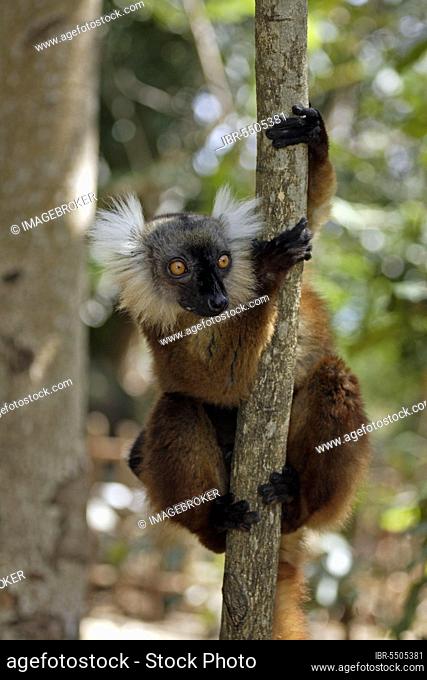 Black lemur, female, Nosy Komba (Lemur macaco), Madagascar, Africa