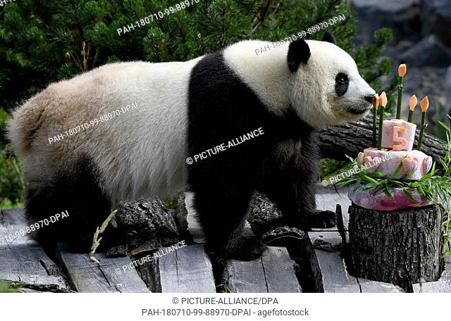 10 July 2018, Germany, Berlin: Panda female Meng Meng takes a look at her birthday cake at her enclosure at the Berlin Zoological Garden