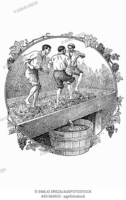 Trampling grapes, ca. 1900