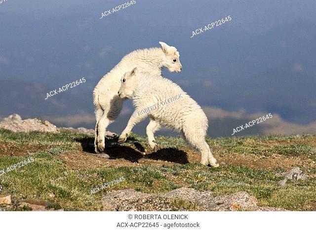 Mountain goat Oreamnos americanus, kids playing, Mount Evans Wilderness Area, Colorado, USA