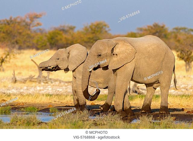 Afrikanischer Elefant, Loxodonta africana, African Bush Elephant, African Savanna Elephant, Éléphant de savane d'Afrique