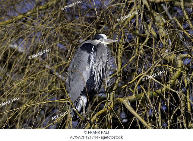 The great blue heron is a large wading bird in the heron family Ardeidae, common near the shores of open water and in wetlands over most of North America