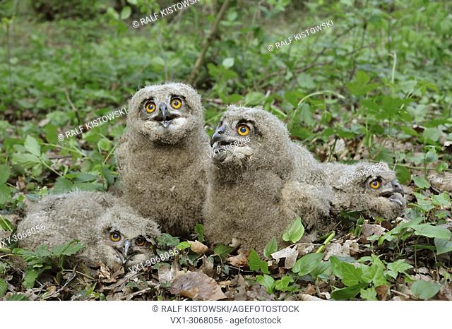 Northern Eagle Owl ( Bubo bubo ), young chicks, fledgelings, sitting on the ground, watching, cute animal kids, wildlife, Europe
