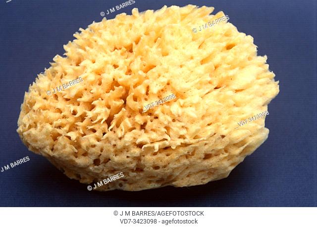 Bath sponge (Spongia officinalis) is a sea sponge with organic skeleton