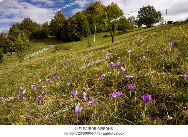 Autumn Crocus Crocus banaticus flowering, mass in pasture habitat, Fundata Pass, Southern Carpathians, Romania, october