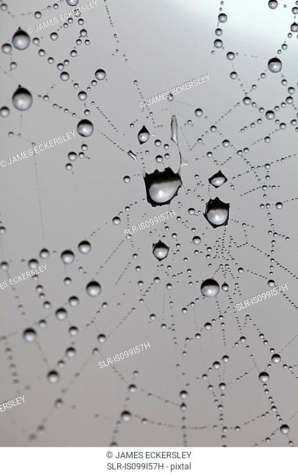 Dew drops on spider's web