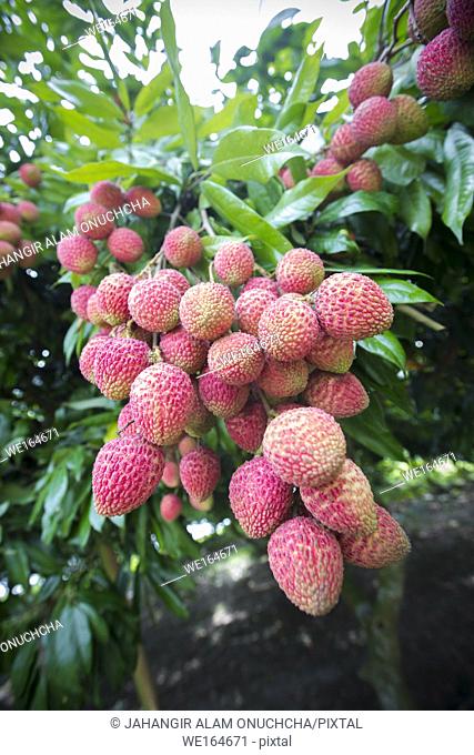 The Lychee is a fresh small fruit having whitish pulp with fragrant flavor. The fruit is covered by a pink-red roughly shell and easily removed to expose a...