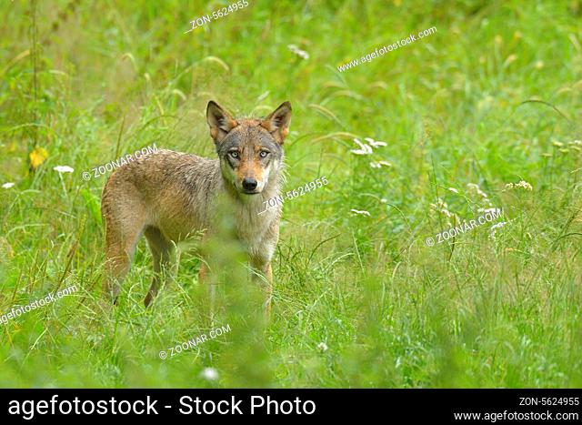 Europäischer Wolf, Canis lupus
