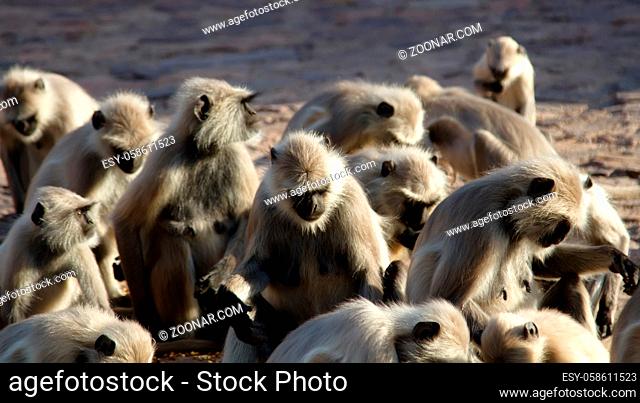 pack of monkeys (langurs) actively feeds on scattered nuts, animal feeding, animal freeloading. Swooped down the whole flock