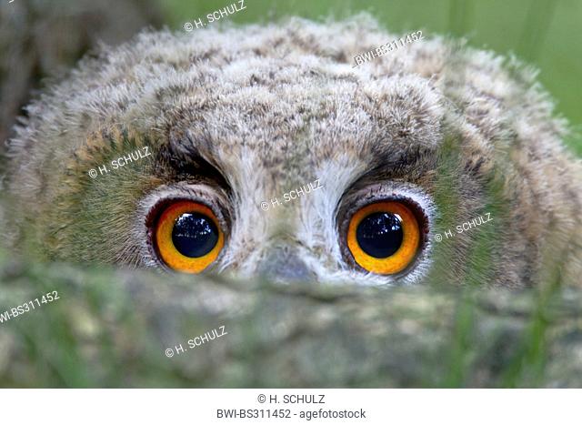 northern eagle owl (Bubo bubo), juvenile peering from behind a tree trunk, Germany, Schleswig-Holstein