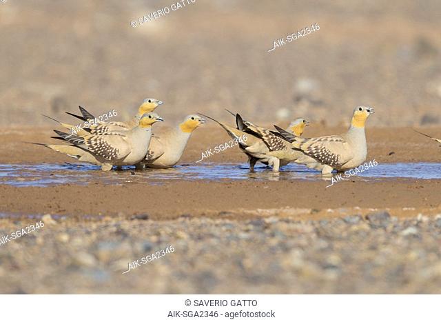 Spotted Sandgrouse (Pterocles senegallus), small flock at drinking pool