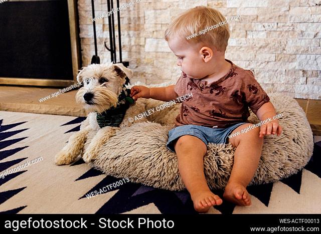 Cute boy playing with dog on pet bed at home