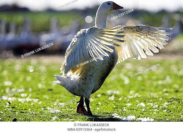 House-goose, Anserinae, meadow, close-up