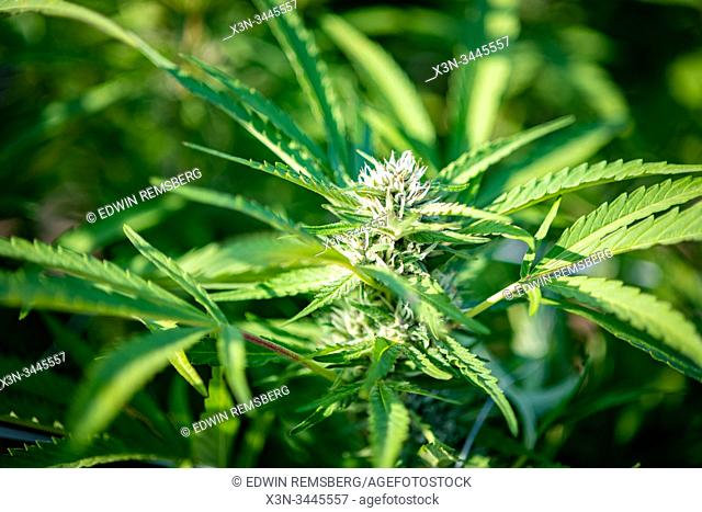 Marijuana plant growing tall and healthy , Cambridge, Maryland, USA