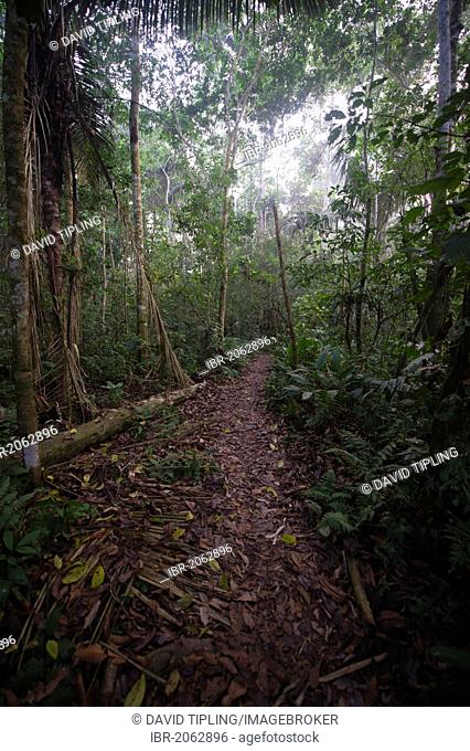 Path through tropical lowland rainforest at Tambopata Research Centre, Peruvian Amazon, Peru, South America