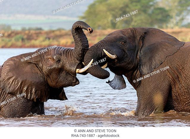African elephants (Loxodonta africana) playfighting in water, Zimanga game reserve, KwaZulu-Natal, South Africa, Africa