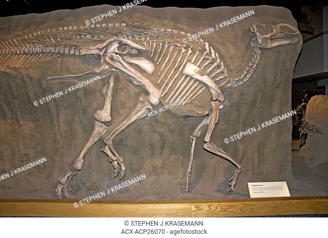 Skeleton of duckbill Gryposaurus Gryposaurus notabilis. Cretaceous period, Dinosaur Provincial Park, Alta, Canada