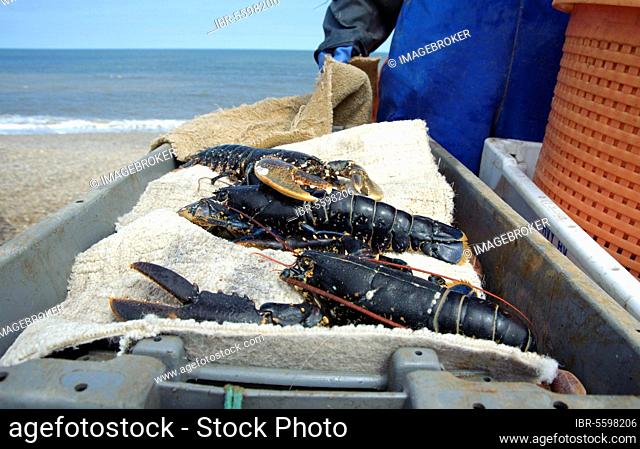 Catch of Common Lobster (Homarus vulgaris) unloaded from fishing boat, Weybourne, Norfolk, England, United Kingdom, Europe