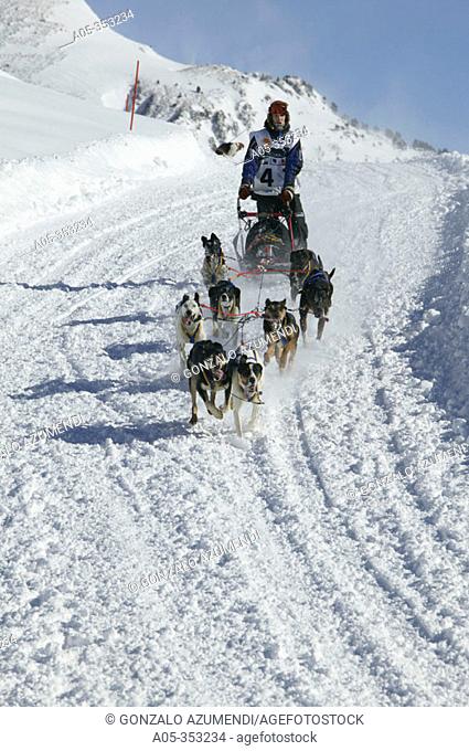 Pirena. Sled dog race in the Pyrenees going through Spain, Andorra and France. Candanchú. Huesca Province. Aragón. Spain