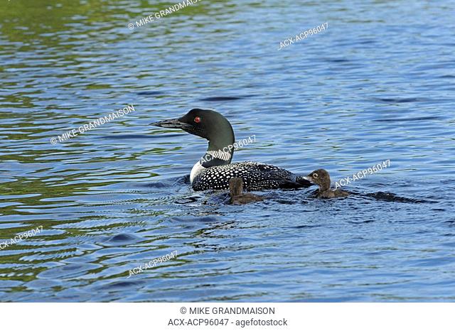 Great northern or common loon Gavia immer with chick on CAssels Lake Temagami Ontario Canada