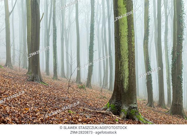 Foggy winter day in Friston Forest, South Downs National Park near Eastbourne, East Sussex, England