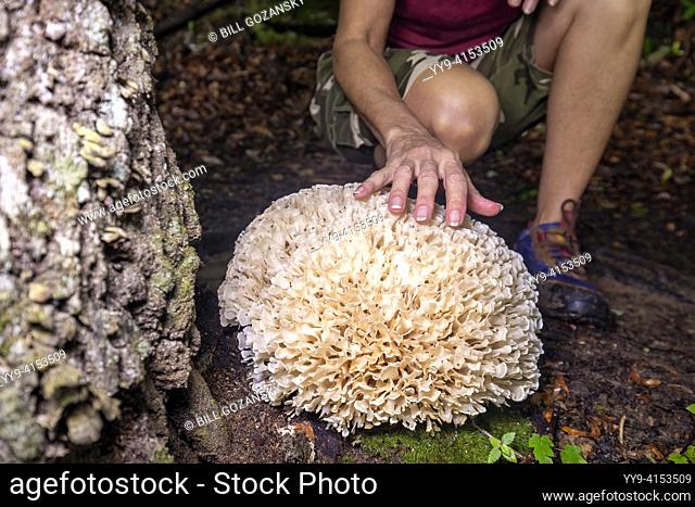 Woman touching giant cauliflower mushroom (Genus Sparasssis) - Pisgah National Forest, Brevard, North Carolina, USA
