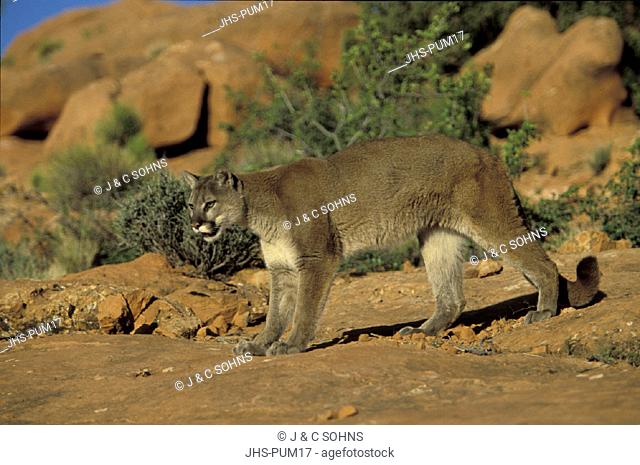 Mountain Lion , Felis concolor , Utah , USA , Adult on rock