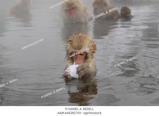 Japanese Macaque, or Snow Monkey, Baby with Snow in Hot Spring (Macaca fuscata) Nagano, Japan digital capture