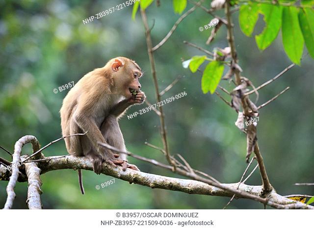 Northern Pig-tailed Macaque (Macaca leonina) with caterpillar prey. Khao Yai National Park. Thailand