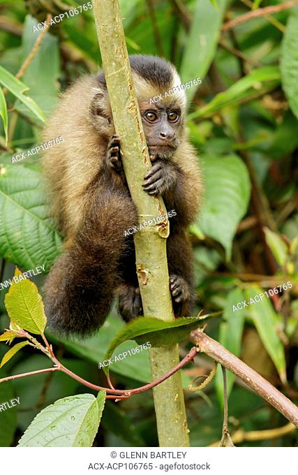 Brown Cappuchin Monkey perched on a branch in Manu National Park, Peru