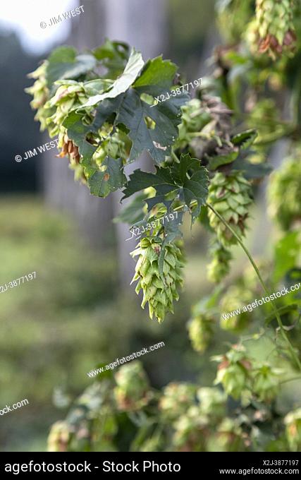 Plainwell, Michigan - The Twisted Hops Farm. A few hops flowers are left after the harvest is complete
