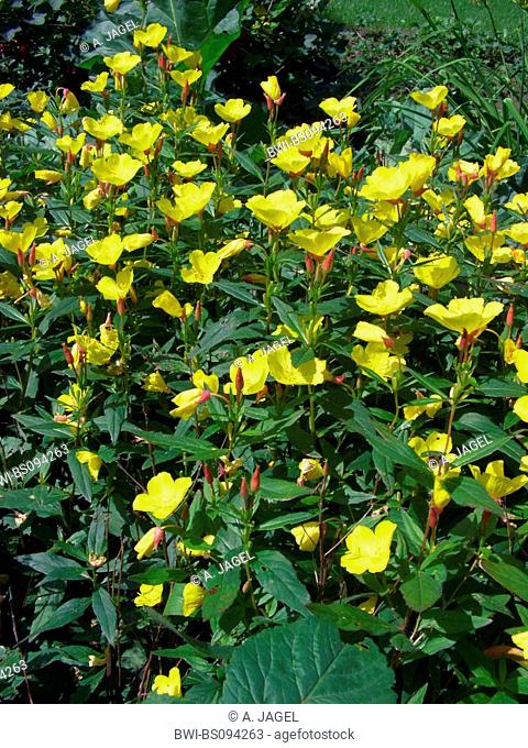 Sundrops, Narrow-leaved sundrops, Golden sundrops, Narrowleaf evening-primrose, Shrubby sundrop (Oenothera fruticosa, Oenothera tetragona), flower