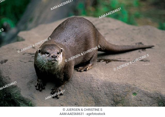 Oriental Small-clawed Otter (Amblonyx cinerea), adult