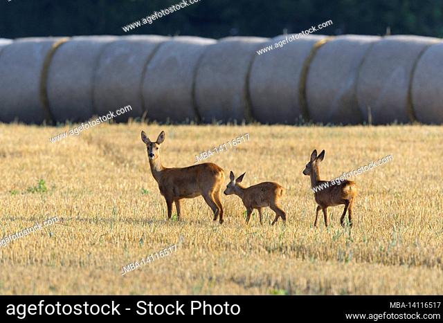 roe deer (capreolus capreolus) on a stubble field, doe with fawns, august, summer, hesse, germany