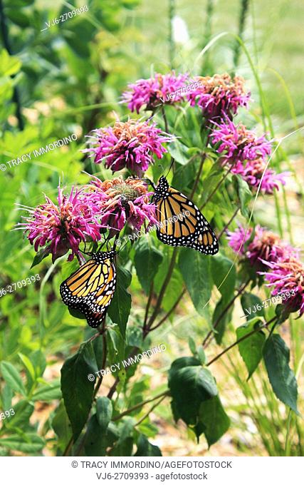 Close up of two Monarch butterflies resting on Bee Balm flowers in a garden in Trevor, Wisconsin, USA