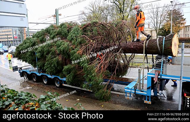 16 November 2023, Mecklenburg-Western Pomerania, Rostock: The traditional Christmas tree for northern Germany's largest Christmas market from 27.11