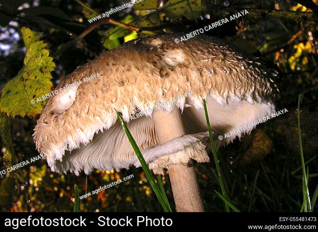 Wild Mushroom, Guadarrama National Park, Segovia, Castile and León, Spain, Europe