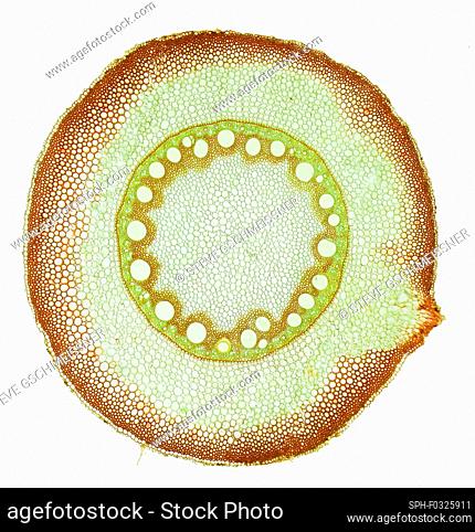 Maize root. Light micrograph (LM) of a section through the root of a maize plant (Zea mays) showing typical monocot arrangement of vascular bundles