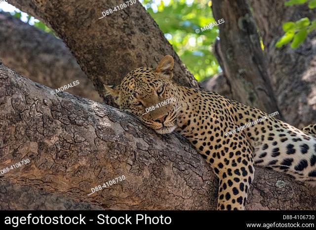 Africa, Zambia , South Luangwa National Park, Leopard (Panthera pardus pardus), resting leopard , lying on a branch