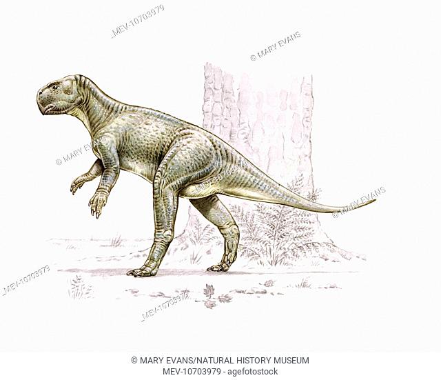 This dinosaur, also known as Protiguanodon has been found in several parts of Asia dating back to the Lower Cretaceous period around 100 million years ago
