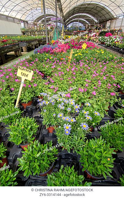 MALLORCA, SPAIN - APRIL 10, 2019: Flowers and herbs in little pots inside greenhouse nursery on April 10, 2019 in Mallorca, Spain