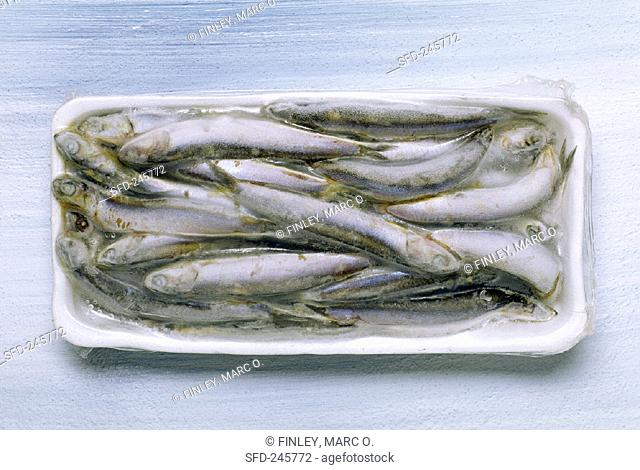 Frozen sardines in packaging