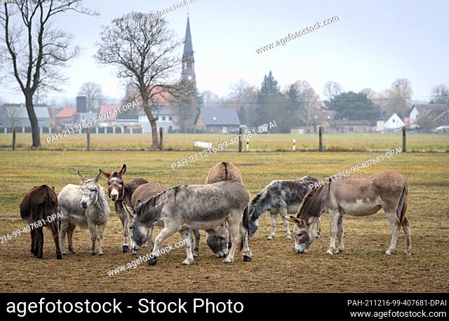 16 December 2021, Brandenburg, Schönwalde/Ot Paaren Im Glien: A herd of donkeys grazes on the grounds of the Donkey Friends in Havelland e.V