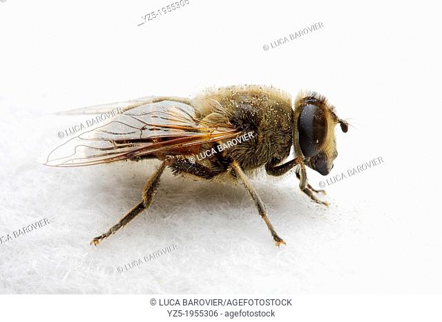 Hoverfly Syrphidae on white background