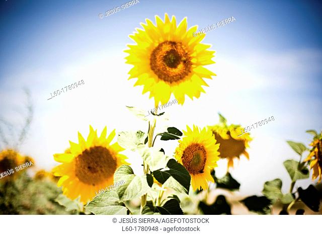 Sunflowers in Castilla and León