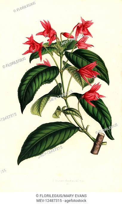 Lopezia grandiflora (Lopezia macrophylla). Handcoloured lithograph from Louis van Houtte and Charles Lemaire's Flowers of the Gardens and Hothouses of Europe